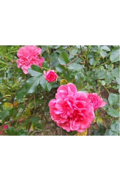 Роза плетистая Розариум Ютерсен (серебристо-розовая) ШТАМБ 